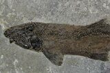 Huge Fossil Fish (Notogoneus) - Wyoming #349232-2